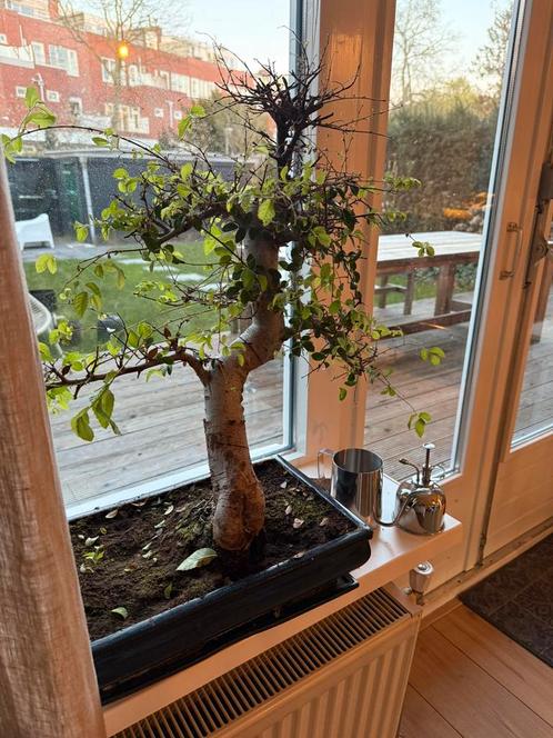 Originele Bonsai boom, Tuin en Terras, Planten | Bomen, Overige soorten, Minder dan 100 cm, Halfschaduw, In pot, Ophalen