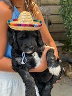 Labradoodle, Dieren en Toebehoren, Honden | Retrievers, Spaniëls en Waterhonden, Rabiës (hondsdolheid), Overige rassen, 8 tot 15 weken