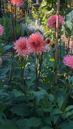 Dahlia Préference en Josie in pot vanaf half mei, Tuin en Terras, Planten | Tuinplanten, Zomer, Overige soorten, Ophalen, Volle zon