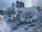 Britse korthaar kittens zoeken nieuwe nestje, Meerdere dieren, 0 tot 2 jaar