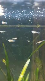 Jonge guppen, Dieren en Toebehoren, Vissen | Aquariumvissen, Vis