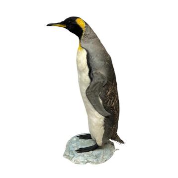 Te koop: Opgezette pinguïn beschikbaar voor biedingen