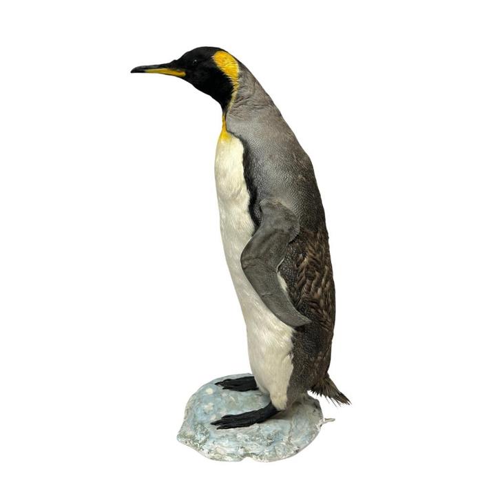 Te koop: Opgezette pinguïn, Verzamelen, Dierenverzamelingen, Nieuw, Opgezet dier, Vogel, Ophalen of Verzenden