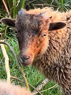 Raszuiver OUESSANT rammetje BRUIN, Dieren en Toebehoren, Schapen, Geiten en Varkens, Mannelijk, Schaap, 0 tot 2 jaar