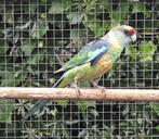 GEVRAAGD; Barnard, Princess en Pennant, Dieren en Toebehoren, Vogels | Parkieten en Papegaaien, Meerdere dieren, Parkiet, Geringd