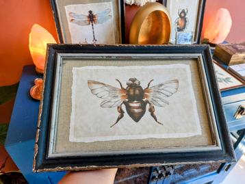 Curiosa Prent met Insect  beschikbaar voor biedingen