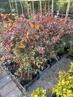 Rode Beukenhaag 80-120cm in Pot, Tuin en Terras, Planten | Bomen, Ophalen, In pot, Overige soorten, 100 tot 250 cm