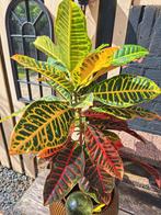 CROTON plant 66cm hoog, Ophalen, Minder dan 100 cm