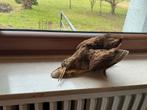 Taxidermie. Houtsnip op Houten Plak, Ophalen of Verzenden