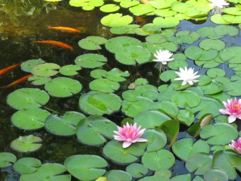 Waterlelie stekken kluiten wit / roze los of in mand va 5,-, Tuin en Terras, Vijvers, Nieuw, Ophalen