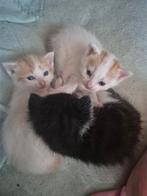 Half ragdoll, half boerderijpoesjes, mooi en super lief., Dieren en Toebehoren, Katten en Kittens | Raskatten | Langhaar, Kater