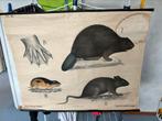 oude schoolplaat met knaagdieren firma p Noordhof Groningen, Ophalen of Verzenden, Natuur en Biologie