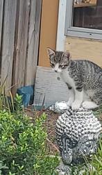 2 kittens zoeken nieuw huisje, Dieren en Toebehoren, Katten en Kittens | Overige Katten, Meerdere dieren