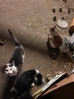 4 katers geboren mei25 rood grijs zwart, Dieren en Toebehoren, Katten en Kittens | Overige Katten, Kater