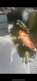 Koi, Karper of Koi