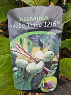 Asimina triloba Prima 1216 / pawpaw boom / eetbare vruchten, Lente, 250 tot 400 cm, Ophalen, Volle zon