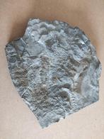 Ichtyosaurus dinosaurus fossiel, wervels, poten, ribben etc, Verzamelen, Mineralen en Fossielen, Ophalen of Verzenden, Fossiel