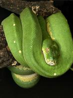 Morelia viridis sorong x biak 1.0, Dieren en Toebehoren, Slang, Tam, 3 tot 6 jaar