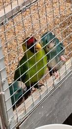 Kakarikies, Dieren en Toebehoren, Vogels | Parkieten en Papegaaien, Vrouwelijk, Parkiet
