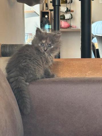 Nog maar 2 kittens! Siberische boskat/ brits korthaar beschikbaar voor biedingen