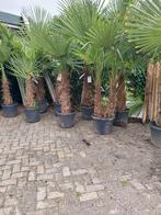 Trachycarpus Fortunei - Chinese Waaierpalm, Volle zon, Vaste plant, Zomer, Ophalen