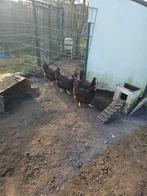Red island kippen te koop, Dieren en Toebehoren, Pluimvee, Meerdere dieren, Kip