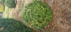 buxus gratis af te halen, Ophalen, Buxus, Minder dan 100 cm