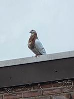 Valenciano bastaard doffer, Dieren en Toebehoren, Vogels | Duiven, Mannelijk, Kropper