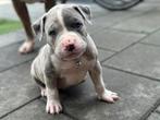 American xl bully pups, Dieren en Toebehoren, CDV (hondenziekte), 8 tot 15 weken, Bulldog, Meerdere