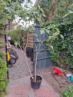 tweestammige vijgenboom, Tuin en Terras, Planten | Bomen, Ophalen, Volle zon, Overige soorten