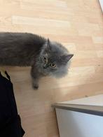 Britse langhaar poes van 1 jaar, Poes, Ontwormd