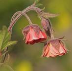 Geum rivale of knikkend nagelkruid vaste plant, Tuin en Terras, Ophalen, Zomer, Overige soorten, Volle zon