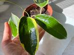 Hoya macrophylla albo-marginata, Overige soorten, Minder dan 100 cm, Groene kamerplant, Halfschaduw