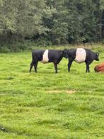 Zwarte lakenvelder pinken, Dieren en Toebehoren, Vrouwelijk, 0 tot 2 jaar