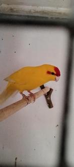 Kakariki man, Dieren en Toebehoren, Vogels | Parkieten en Papegaaien, Mannelijk, Parkiet, Geringd