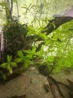 Blue velvet garnaal, Kreeft, Krab of Garnaal, Zoetwatervis