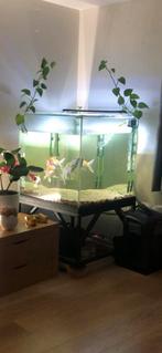 Aquarium 800x800x800mm, Ophalen, Zo goed als nieuw, Leeg aquarium