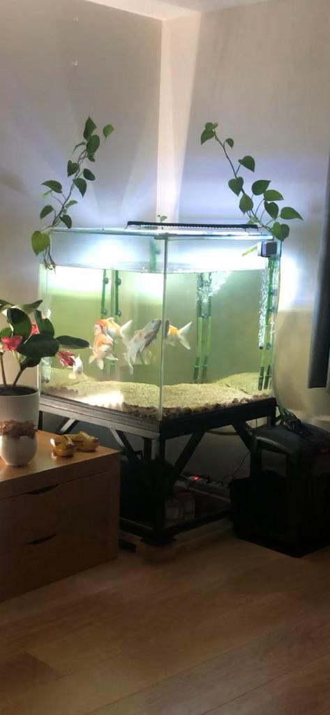 Aquarium 800x800x800mm, Dieren en Toebehoren, Vissen | Aquaria en Toebehoren, Zo goed als nieuw, Leeg aquarium, Ophalen
