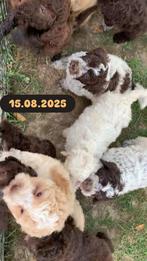 Lagotto Romagnolo puppy’s te koop, Particulier, Rabiës (hondsdolheid), Overige rassen, 8 tot 15 weken