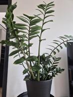 Mooie nieuwe plant Zamioculcas Zamiifolia met zwarte pot, Ophalen, Overige soorten, Halfschaduw, In pot
