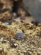 isopods cubaris piggy, Dieren en Toebehoren, Overige soorten