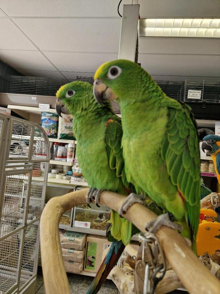 Tamme jonge geelvoorhoofd amazone, Dieren en Toebehoren, Vogels | Parkieten en Papegaaien, Papegaai, Meerdere dieren, Tam, Geringd