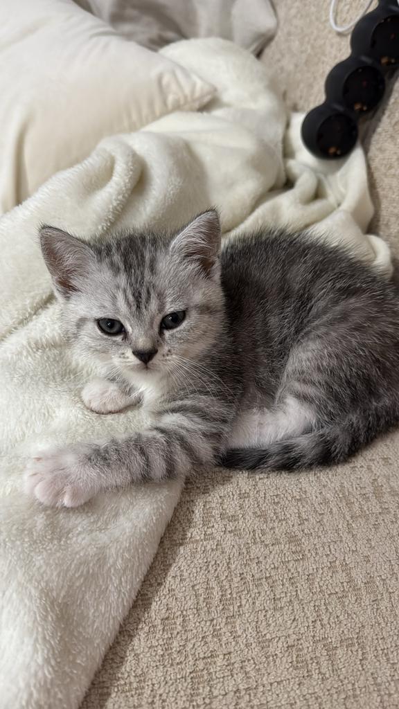 Britse kort haar, Dieren en Toebehoren, Katten en Kittens | Overige Katten, Meerdere dieren