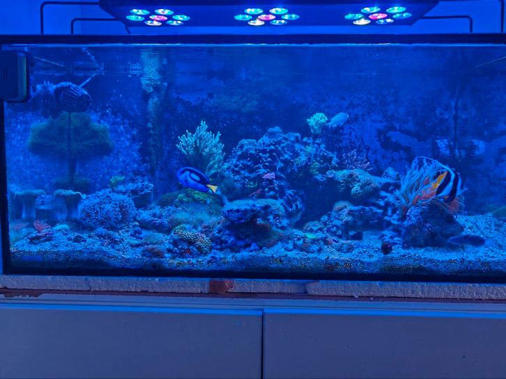 Zeeaquarium 350L compleet met sump en levende have, Dieren en Toebehoren, Vissen | Aquaria en Toebehoren, Gebruikt, Gevuld zeewateraquarium