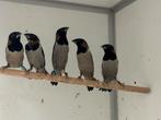 Molukse bronzeman - Lonchura molucca, Dieren en Toebehoren, Meerdere dieren, Tropenvogel, Geringd