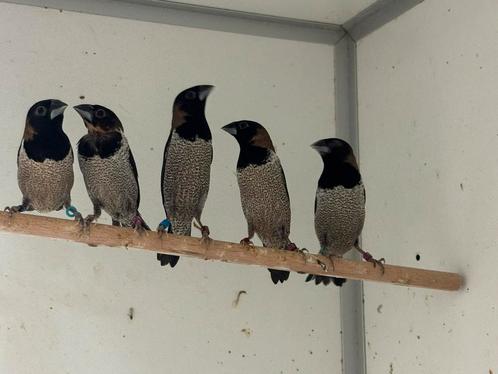 Molukse bronzeman - Lonchura molucca, Dieren en Toebehoren, Vogels | Overige Vogels, Tropenvogel, Meerdere dieren, Geringd