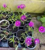 🌸🐝  Delospermum vetplant roze bloemen delosperma rotstuin, Tuin en Terras, Planten | Tuinplanten, Volle zon, Vaste plant, Zomer