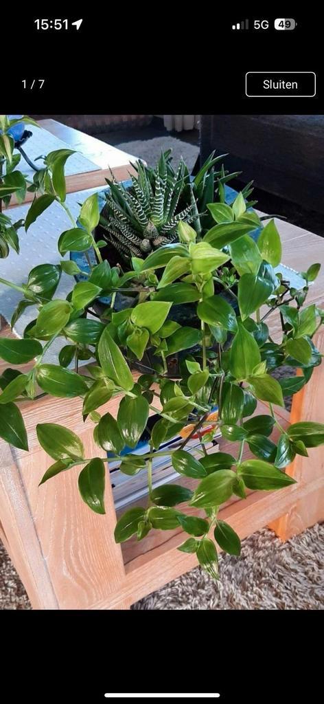 Tradescantia Fluminensis, Huis en Inrichting, Kamerplanten, Minder dan 100 cm, Halfschaduw, Ophalen of Verzenden