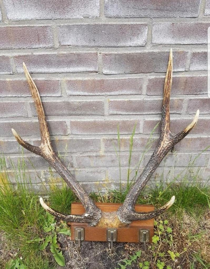 Prachtig uniek Rusa Sambar hert ( Aziatisch ) kapstok ! Haak, Wandkapstok, Overige materialen, Ophalen of Verzenden, Zo goed als nieuw