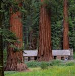 3 soorten Sequoia's (Mammoetbomen) te koop, Tuin en Terras, Planten | Bomen, Minder dan 100 cm, Volle zon, In pot, Overige soorten